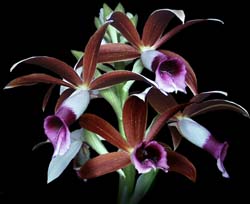 phaius_bicolor_cd