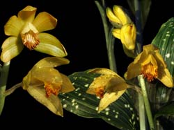 phaius_maculatus_cd