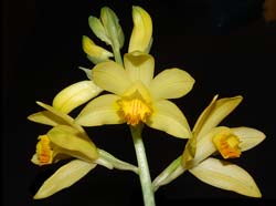 phaius_maculatus_ws_cd