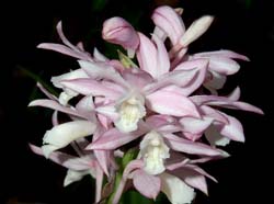 phaius_pulchellus_1_ws_cd