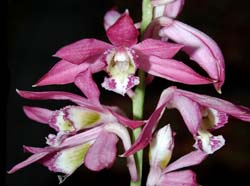 phaius_pulchellus_2_ws_cd