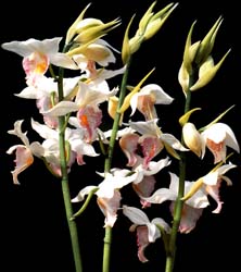 phaius_steinhardtiana_cd