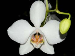 phalaenopsis_amabile_ws_cd