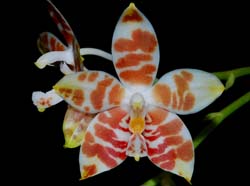 phalaenopsis_amboinensis_MG_cd