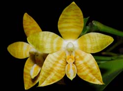 phalaenopsis_amboinensis_flava_MG_cd