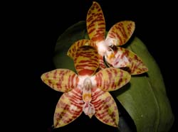 phalaenopsis_amboinensis_ws_cd