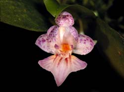 phalaenopsis_appendiculata_cd