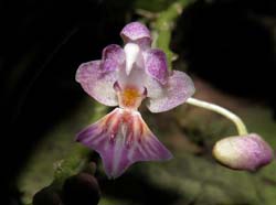 phalaenopsis_appendiculata_ws_cd