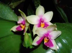 phalaenopsis_bellina_EB_cd