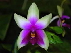 phalaenopsis_bellina_MG_cd