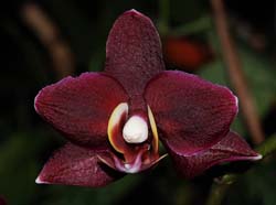 phalaenopsis_blackjack_ip_cd