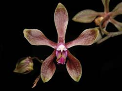 phalaenopsis_braceana_ws_cd