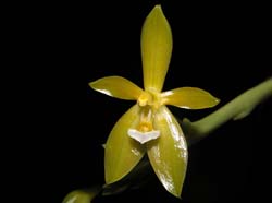 phalaenopsis_cornu-cervi_alba_ws_cd