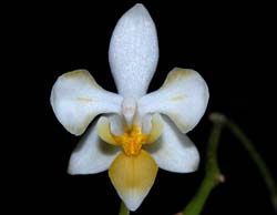 phalaenopsis_equestris_alba