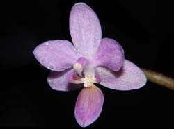 phalaenopsis_equestris_ws_cd