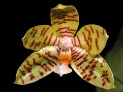 phalaenopsis_fasciata_cd