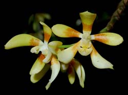 phalaenopsis_fuscata_MG_cd