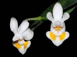 phalaenopsis_gibbosa_ip_cd