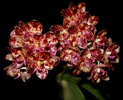 phalaenopsis_gigantea_cd_cd