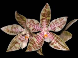 phalaenopsis_hieroglyphica2_cd