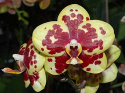 phalaenopsis_hybride_gelbrotepunkte