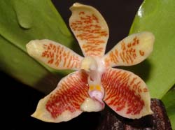 phalaenopsis_inscriptiosinensis_WS_cd