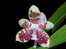 phalaenopsis_inscriptiosinensis_ip_cd