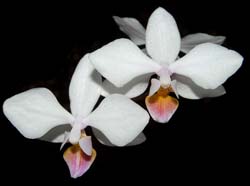 phalaenopsis_intermedia_ws_cd