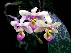 phalaenopsis_lindenii_cd