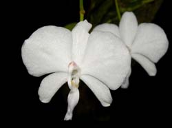 phalaenopsis_lowii_alba2_ws_cd