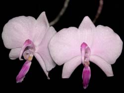 phalaenopsis_lowii_cd