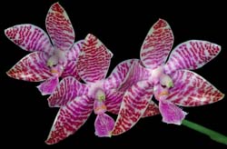 phalaenopsis_lueddemanniana_mindanao_cd