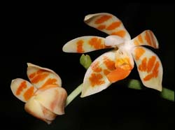 phalaenopsis_maculata_IP_cd