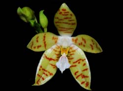 phalaenopsis_pallens_MG_cd