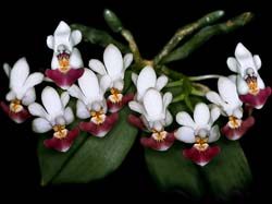 phalaenopsis_parishii_cd