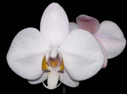 phalaenopsis_philippinensis_ws_cd