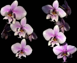 phalaenopsis_schilleriana_cd