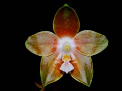 phalaenopsis_venosa_MG_cd