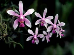 phalaenopsis_wilsonii_cd