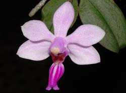 phalaenopsis_wilsonii_ws_cd