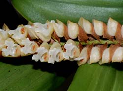 pholidota_imbricata