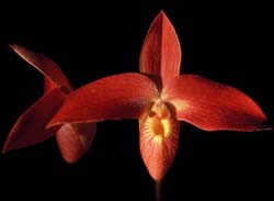 phragmipedium_bessae2_cd