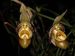 phragmipedium_caricinum_cd