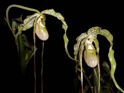 phragmipedium_caudatum2_cd