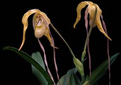 phragmipedium_caudatum_cd