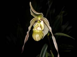 phragmipedium_ecuadorense_cd