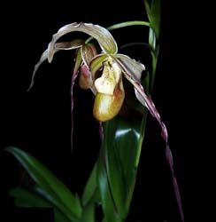 phragmipedium_grande_cd