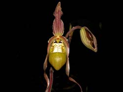 phragmipedium_klotzscheanum_cd