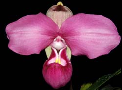 phragmipedium_kovachii_ws_cd