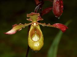 phragmipedium_lindleyanum_zi_cd